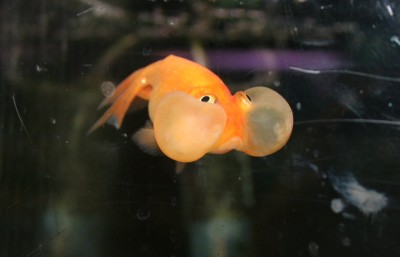 Bubble Eye Goldfish, Sea Scapes Aquarium, Mountain View, CA, February 18, 2007