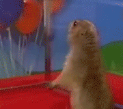 [Animated GIF of the Dramatic Chipmunk -- found on Boing Boing