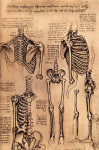 leonardo-da-vinci-bones