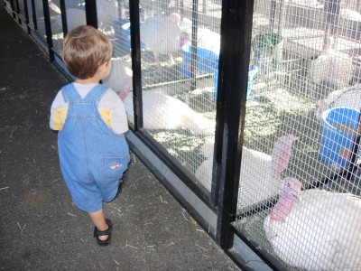 Sammy Mack looking at animals, San Mateo County Fair, August 12, 2007