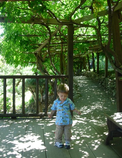 Sammy exploring Hakone Gardens, Saratoga, CA, August 14, 2007; photo by Kimi Mack