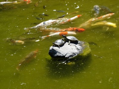 Turtles and koi fish, Hakone Gardens, Saratoga, CA, August 14, 2007; photo by Kimi Mack