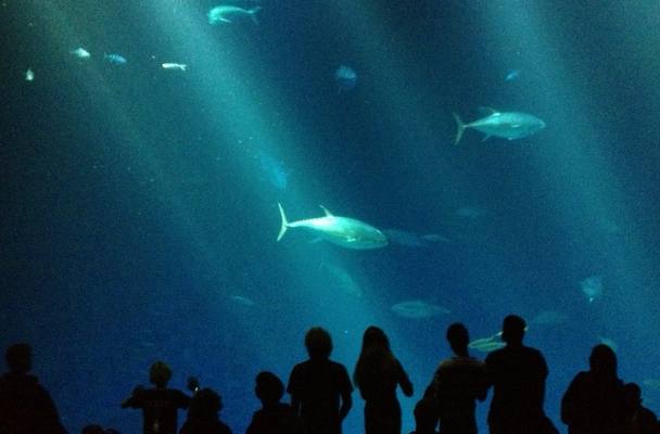 [A photo from the Monterey Bay Aquarium, December 31, 2012, outer bay tank, with the profiles of different observers staring at fish]